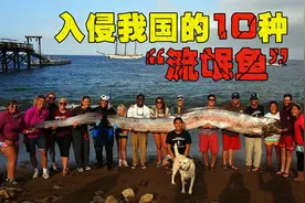 入侵我国的10种“流氓鱼”，吃货都无法解决，一旦钓到千万别放生视频封面