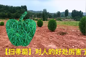 “扫帚苗”全身是宝，用途厉害了！对人好处多，后悔今天才知道视频封面