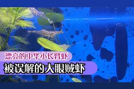 漂亮的中华小长臂虾，虽也被称为大眼贼虾，但并不吃鱼不祸害水草视频封面