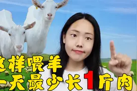 怎么喂羊长膘快？这样喂羊每天能长1斤肉，我要赶快试一试！视频封面