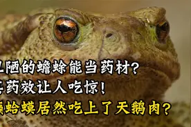 丑陋的蟾蜍能当药材？其药效让人吃惊、癞蛤蟆居然吃上了天鹅肉？视频封面