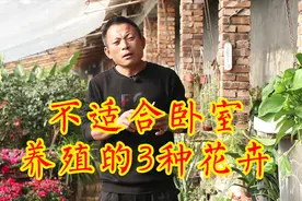 这3种花“有毒”，是家庭常养花卉，看了马上“搬离”卧室！视频封面