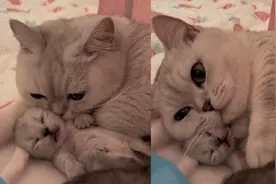 猫妈妈刚生完宝宝11天，抱着自己的崽满脸宠溺：来自妈妈深沉的爱视频封面