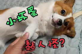 狗狗睡觉不老实，半夜偷偷跑床上骑在主人头上睡觉，让人又气又爱视频封面