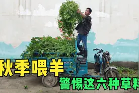 秋季养羊，千万别喂这六种草，羊吃了有可能会导致羊死亡视频封面