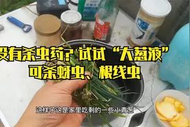 没有杀虫药？试试“大葱液”，可杀蚜虫、根线虫视频封面