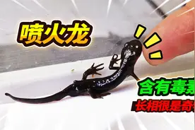 长途运输来了12条远古小火龙，开箱后发现竟然有毒，这生物太稀奇视频封面