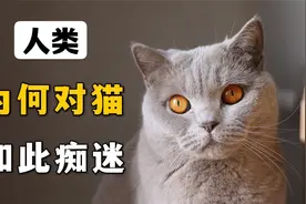 人类为何对猫如此痴迷？