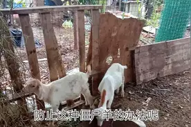 总有那么几只羊，养着还不如扔了，僵羊形成的原因和处理方法视频封面