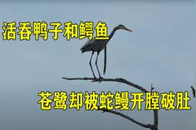 凶悍的苍鹭，活吞鸭子和小鳄鱼，却被蛇鳗开膛破肚视频封面