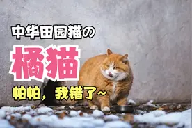 中华田园猫之橘猫，贪吃怕死好养活，故宫帕帕就是杰出代表~视频封面