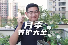 园艺师教你月季怎么养，这可能是关于月季，最全面的教程了视频封面