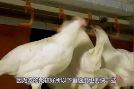 “人造鸡蛋”大量流入市场，那它是如何制作的？镜头记录全过程视频封面