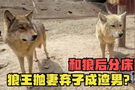 狼王抛妻弃子成渣男？春天过后和狼后分床睡，下属讨好毫不避嫌视频封面
