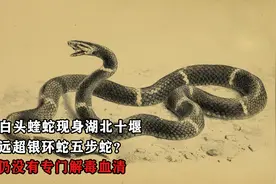 罕见白头蝰蛇现身湖北十堰，毒性远超银环蛇？至今仍没有解毒血清视频封面