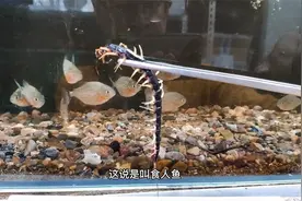 巨型蜈蚣意外死亡，丢进鱼缸喂食人鱼，几分钟吃的一干二净视频封面
