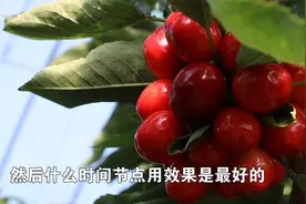 烟台！85元一斤的大棚樱桃即将上市！视频封面