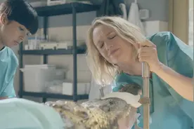 女子为鳄鱼检查身体，把手伸进鳄鱼肚子里，转眼却掏出来一部手机视频封面