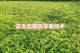 花生防落叶的技术：这样用药花生不落叶活杆成熟，每亩增产百十斤