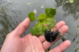 菱角是怎么长出来的？春天就是菱角发芽的季节，种下夏天就能收获视频封面