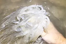 赶海捡到海鸡蛋，大赤甲红也出来了，退大潮就是好!视频封面