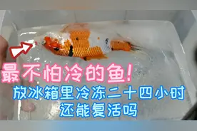 锦鲤号称最不怕冷的鱼？把它放冰箱里冷冻二十四小时会怎么样视频封面