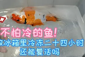 锦鲤号称最不怕冷的鱼？把它放冰箱里冷冻二十四小时会怎么样视频封面