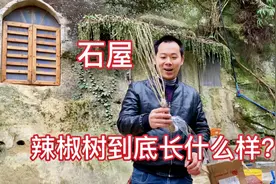 石屋虎哥鉴别辣椒树，到底长什么样，四川能种吗视频封面