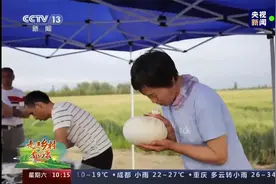 新疆小麦加工成面团能吹气球 看村民演示！视频封面