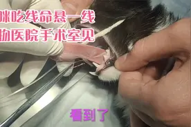 调皮宠物猫咪不小心吃到一条线，结果差点把命送了，幸亏手术及时视频封面