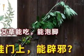 端午节习俗：挂艾草挂在门上，能够辟邪？能吃，能泡脚，啥原理？视频封面
