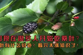 为何现在很多人开始吃桑叶？吃桑叶有什么好处？看完太涨知识了！视频封面