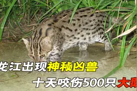 黑龙江出现神秘凶兽，十天咬伤500只大鹅，凶兽却不能捕杀？视频封面
