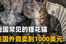我国特有的狸花猫，一生只认一个主人，为何有人不愿养？视频封面