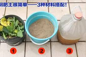 【阳台种菜】自制简单肥土，3种材料搭配，效果比买的营养土还好视频封面