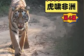 虎啸非洲第4集：老虎打败了鬣狗群，然后和狮王一对一单挑视频封面