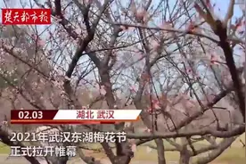 “梅”开眼笑迎新春，2021武汉东湖梅花节开幕视频封面