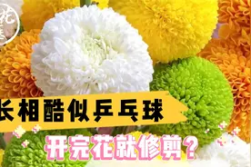 长相酷似乒乓球，开完花就修剪？乒乓菊养护教学！视频封面