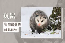 负鼠——智商最低的哺乳动物视频封面