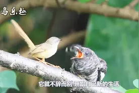 “恶鸟之王”：霸占别家的巢穴，灭杀别人的幼鸟！究竟是什么鸟？视频封面
