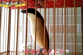顶级伯劳鸟声高腔亮花口多，高声连叫听起来真过瘾视频封面