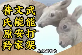 普氏原羚是青海流域最漂亮的物种，脸庞呆萌，奔跑速度惊人视频封面