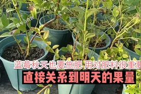 蓝莓秋天也要施肥，用对肥料很重要，直接关系到明天的果量视频封面