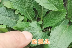 农村的蛤蟆头泡水喝功效真厉害，解决了很多男女的大问题视频封面