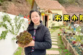 花一年多时间，在农村做了个花园小院，等月季爬满墙就太漂亮了视频封面