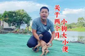 两个月小狗怎么训定点大小便，十年训犬师语出惊人，真涨知识视频封面