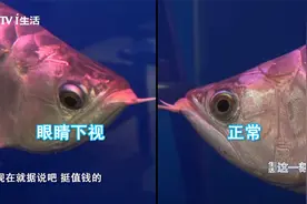 着急！娇贵金龙鱼“掉眼”了，专家一查，罪魁祸首竟是它视频封面