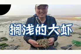 大退潮，大虾都搁浅在沙滩上，看我如何用简陋工具抓大虾？视频封面