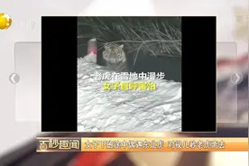 女子下班途中偶遇东北虎，对视几秒老虎离去视频封面
