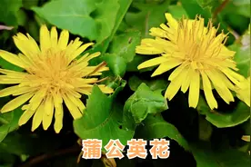 蒲公英花泡水喝功效厉害，解决很多男女的健康大问题，快来看看视频封面